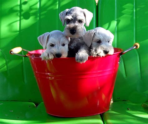 LABERNESE PUPPIES Born Nov. . Ebay dogs